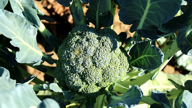 grow your broccoli at home