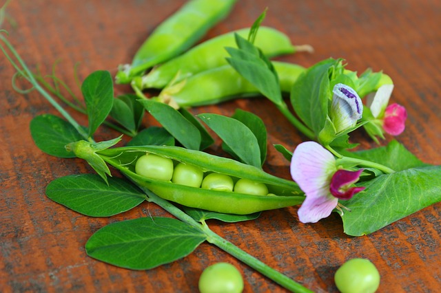 how to grow peas at home
