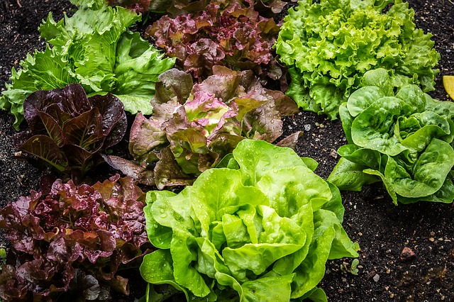 salad leaves to grow at home