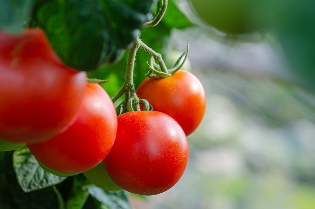 how to grow tomatoes at home