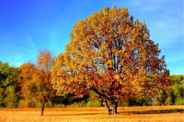 Best trees to plant in your garden