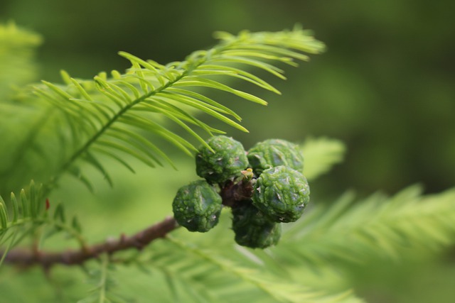 bald-cypress best tree to plant near your house