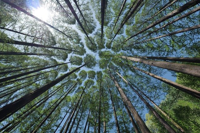 fast growing trees for shade