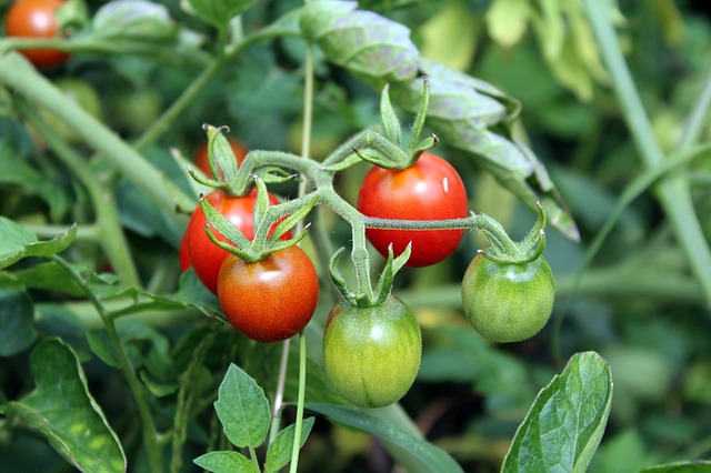 harvest cherry tomatoes