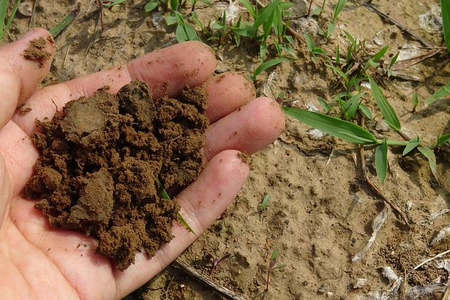 improve soil by using organic fertilizer