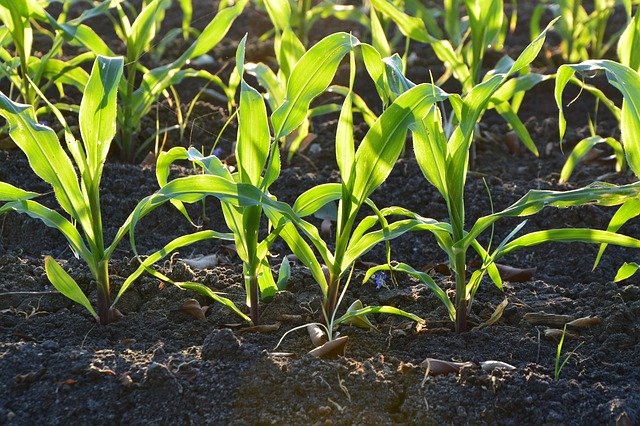 organic gardening improve soil health