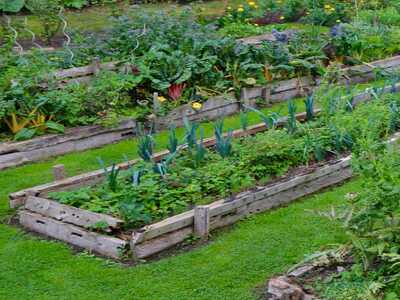 Companion planting to control pests in the garden