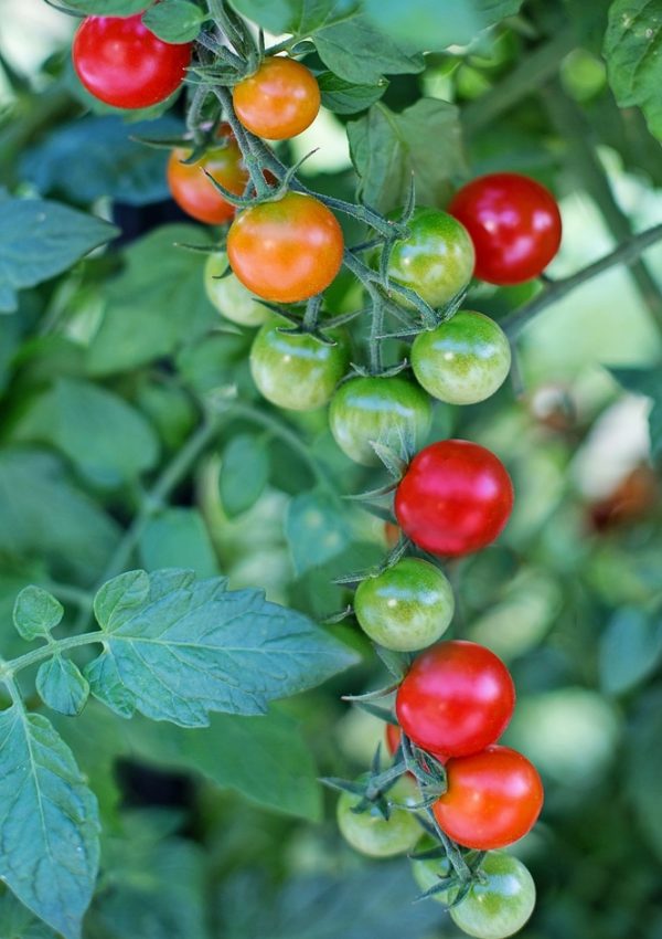 How to grow cherry tomatoes in pots