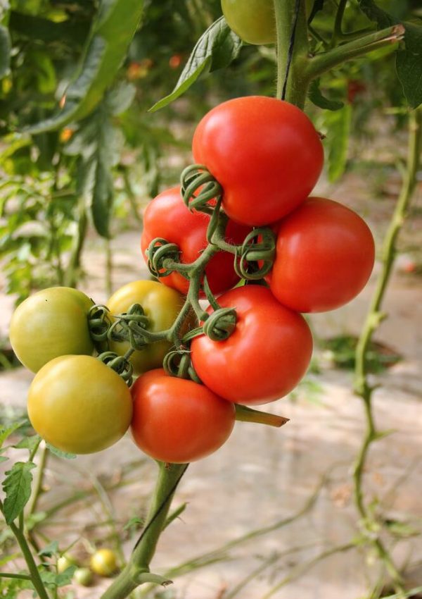 best tips and tricks for tomato growth
