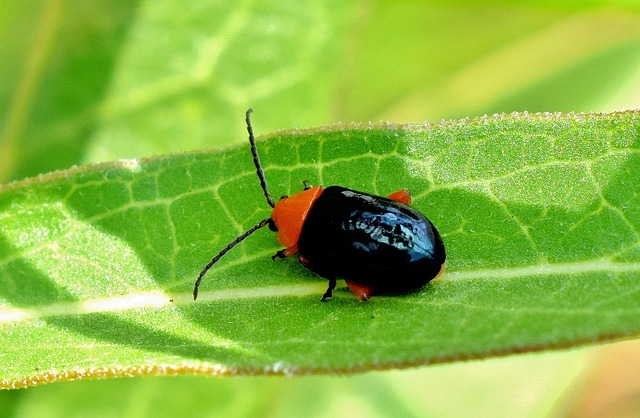 Flea beetles bad bug influences your plants