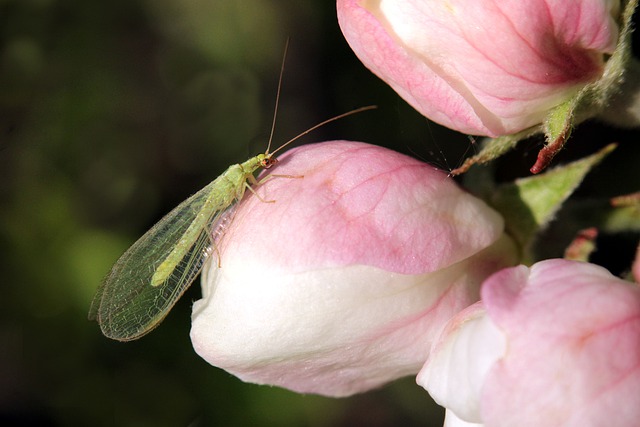 Green lacewings good bug in your garden
