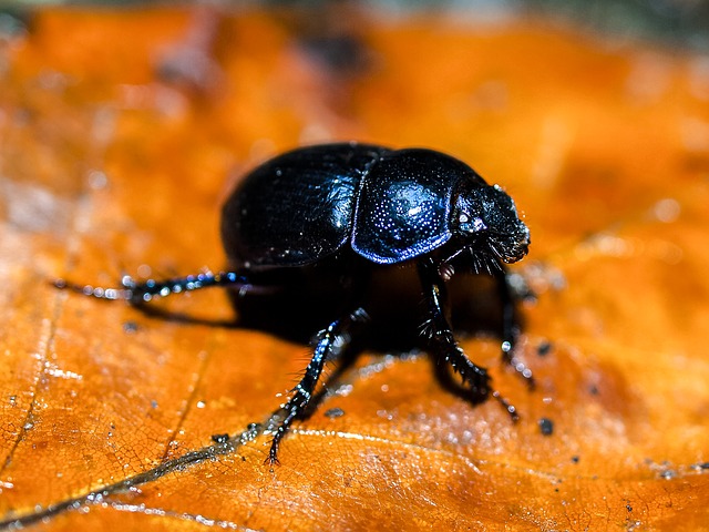 Ground beetles the friend of gardener