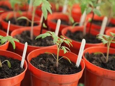 How to grow tomatoes from starter plants