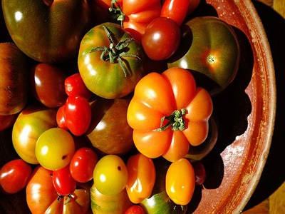 How to choose the best tomato variety