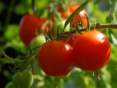 How to grow tomatoes