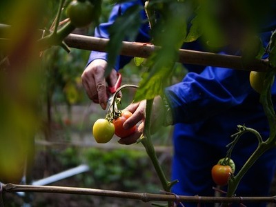 How to harvest tomatoes