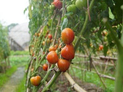 How to prune tomatoes