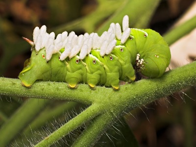 How to get rid of tomato hornworms in your organic garden