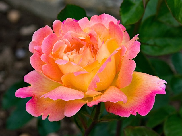 Varieties of Rose Hybrid Tea Roses