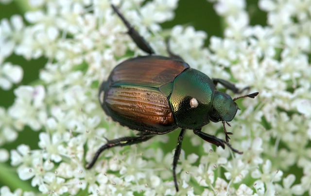 Japanese Beetles bad bug influences your plants