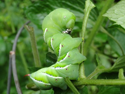 Methods on how to control tomato hornworms