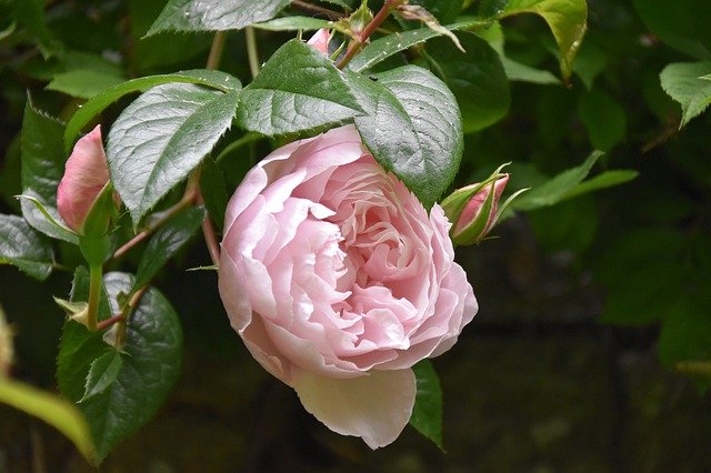 Old Garden Rose you can choose for your garden