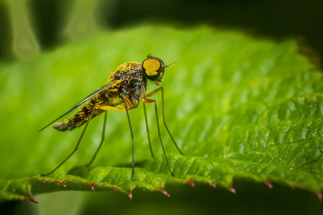 Robber flies the friend of gardener