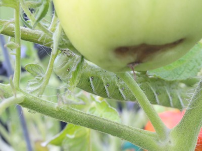 Signs that your tomatoes have been infested by hornworms