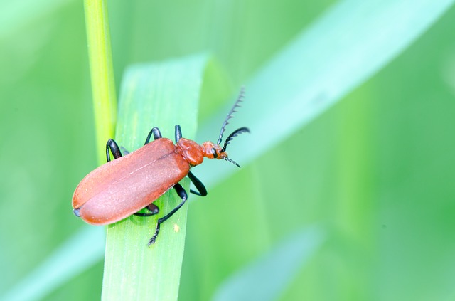 Soldier beetles good bug in your garden