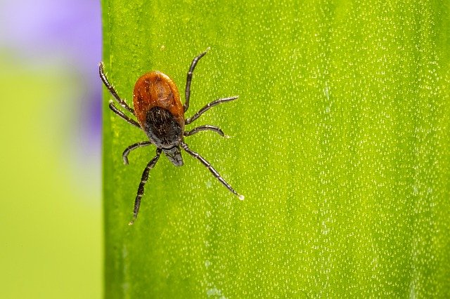 Spider mites bad bug influences your plants