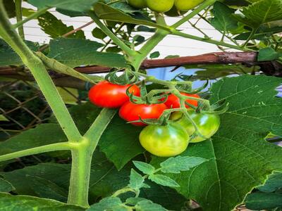 Staking cherry tomatoes