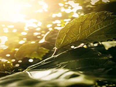 Sunlight-in-a-tomato-garden