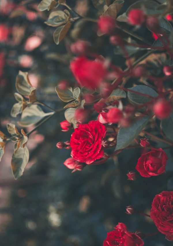 Best Types of Roses for Rose Garden Design