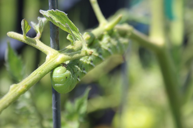 Tomato hornworm bad bug influences your plants