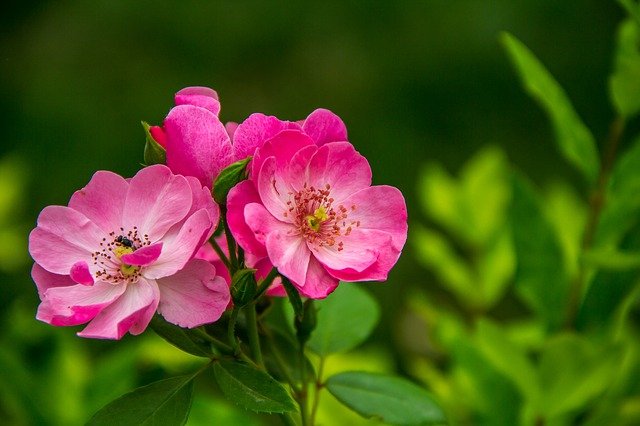 Wild rose to grow in your garden