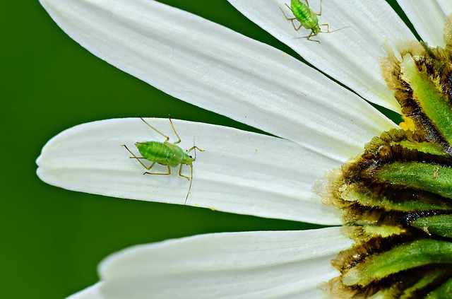 aphid bad bug influences your plant 