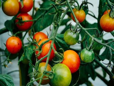 The best tips for growing tomatoes