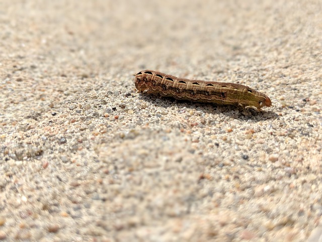 cutworms bad bug influences your plants