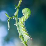 How to get rid of Tomato Hornworms