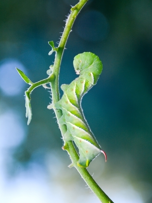 how to control tomato hornworms in organic way