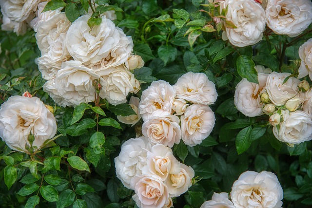 how to maintain a rose bush