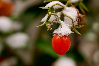 how to protect tomato in the winter