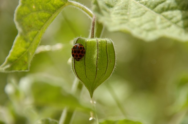 lady bug the friend of gardener