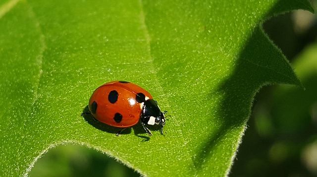 ladybug good bug in your garden