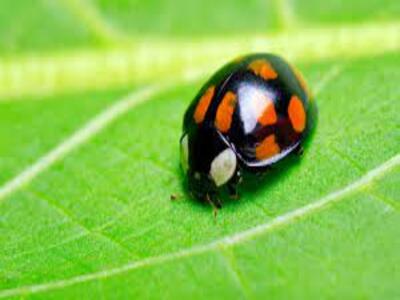 ladybugs to control pests in the garden