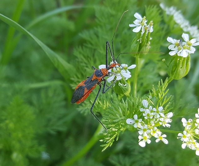 milkweed-assassin-bug good buy for your garden