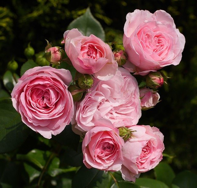 fully blooming shrub rose