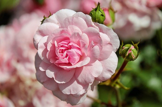 things to consider when starting a rose garden