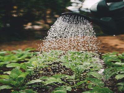 Water tomato plants regularly