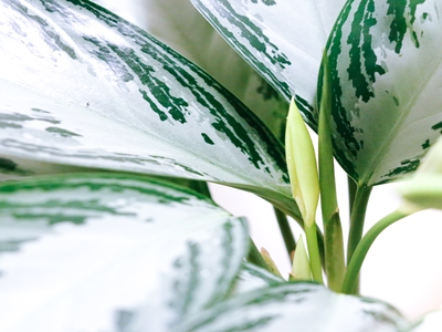 Water plant The Chinese Evergreen plant